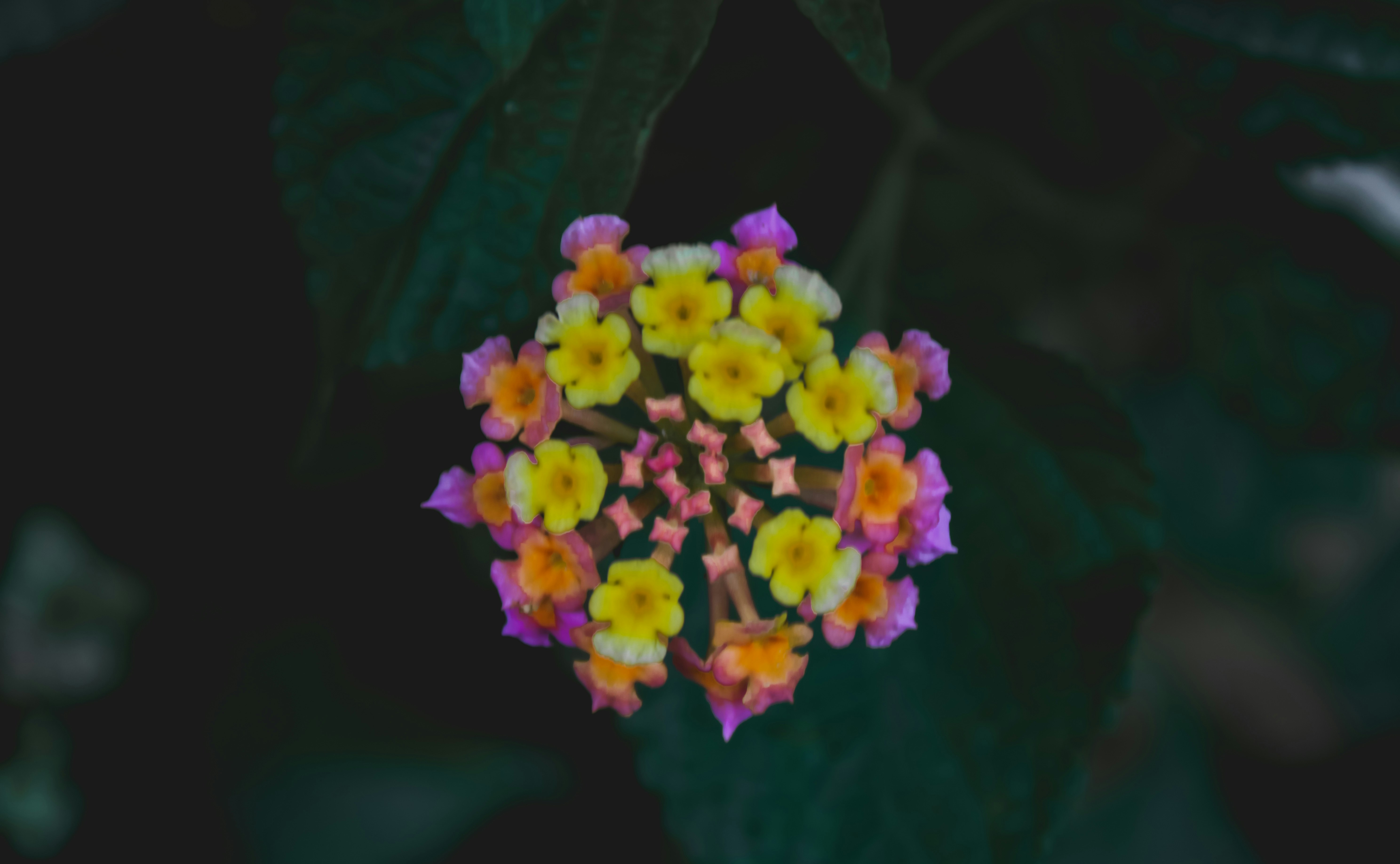 a close up of a bunch of flowers on a plant