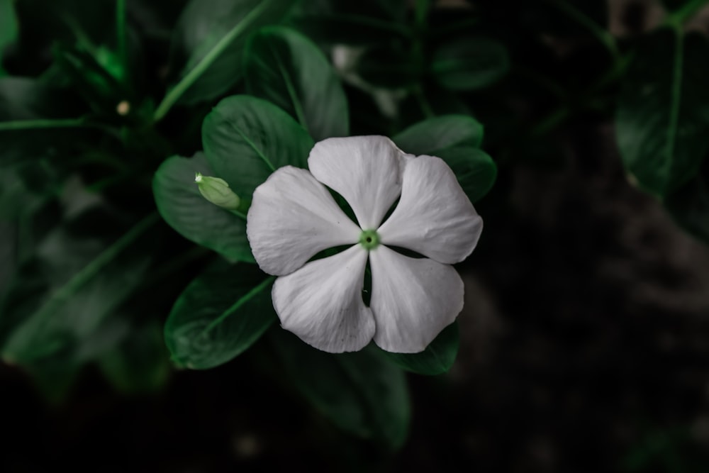 una flor blanca con hojas verdes en el fondo