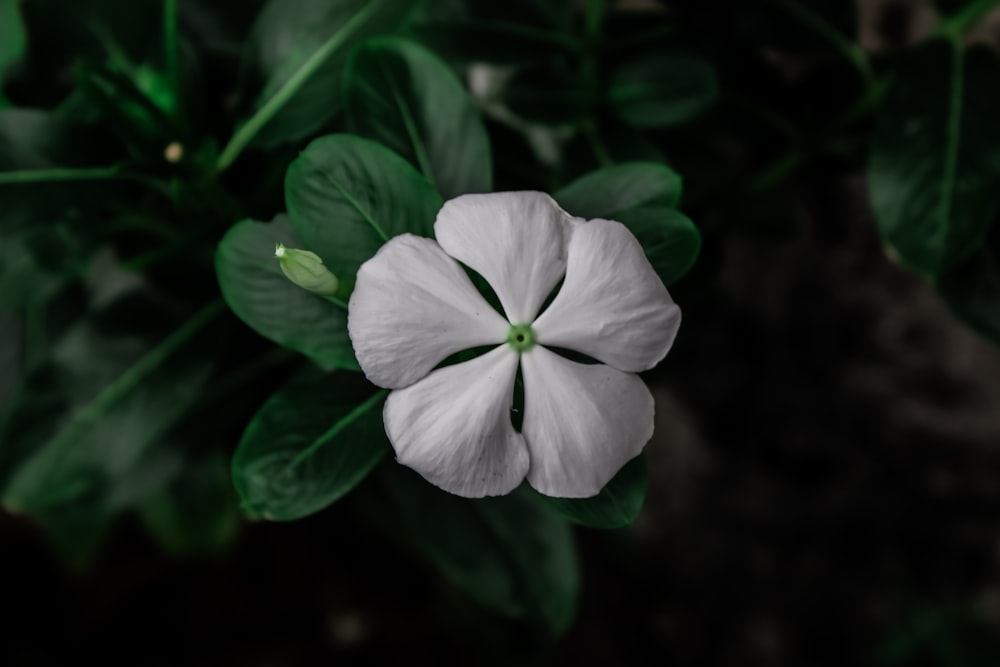 a white flower with green leaves in the background