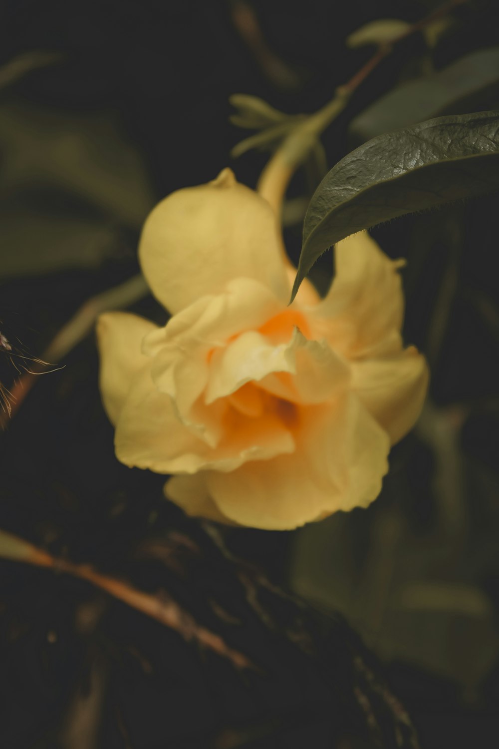 a yellow flower with green leaves in the background