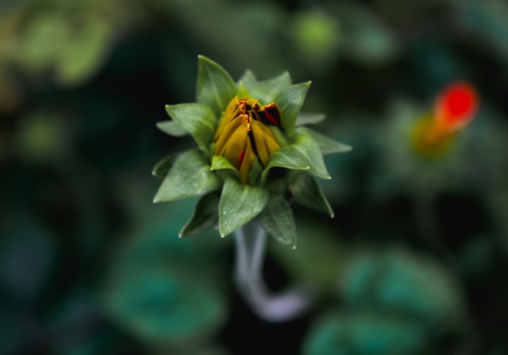 a close up of a flower with a blurry background