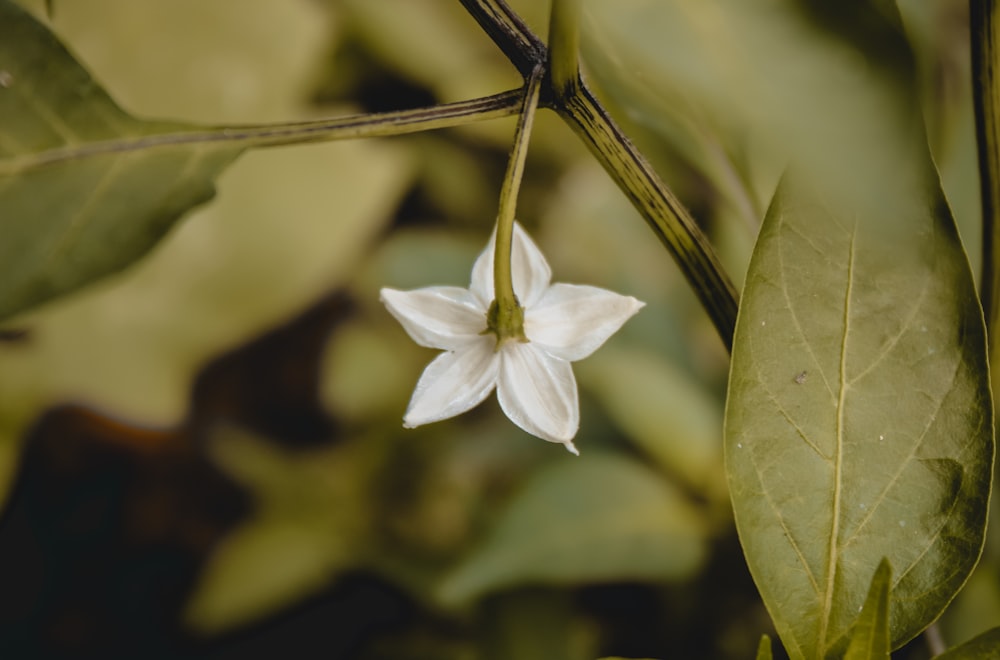 a white flower with green leaves in the background