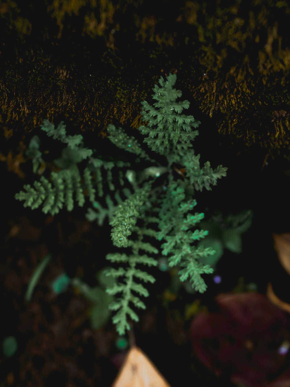 a close up of a green plant on the ground