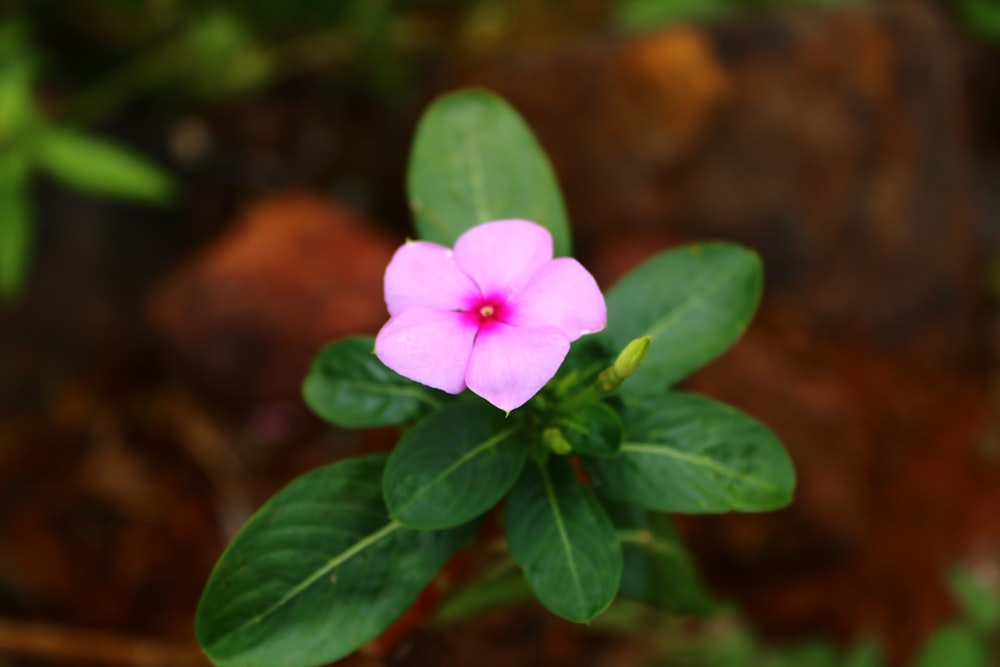 a pink flower with green leaves in the background