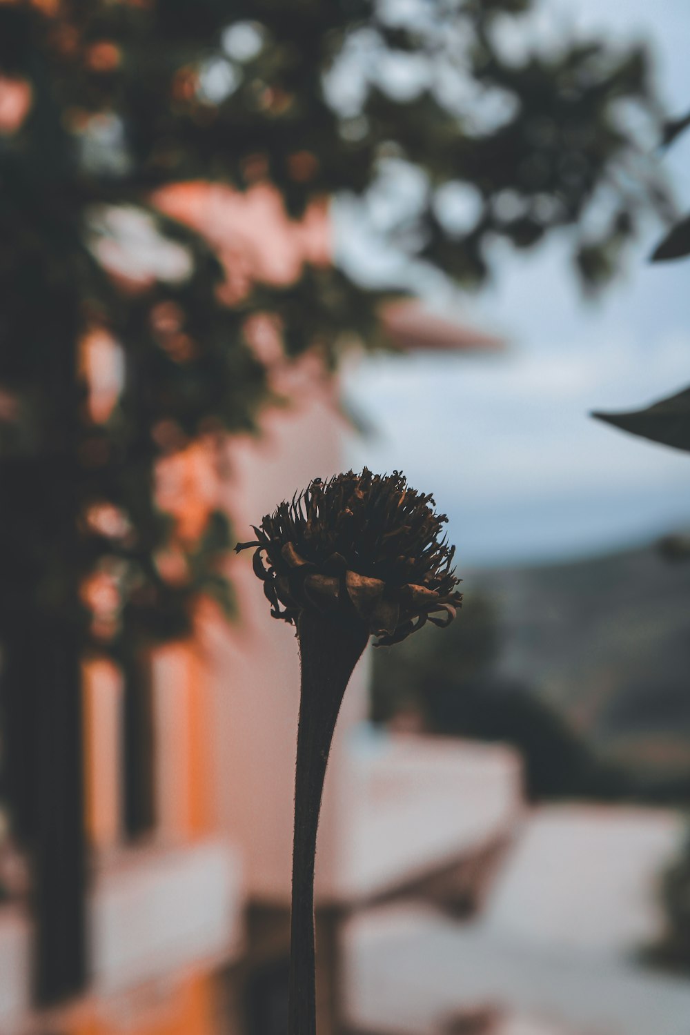 a close up of a flower with a building in the background