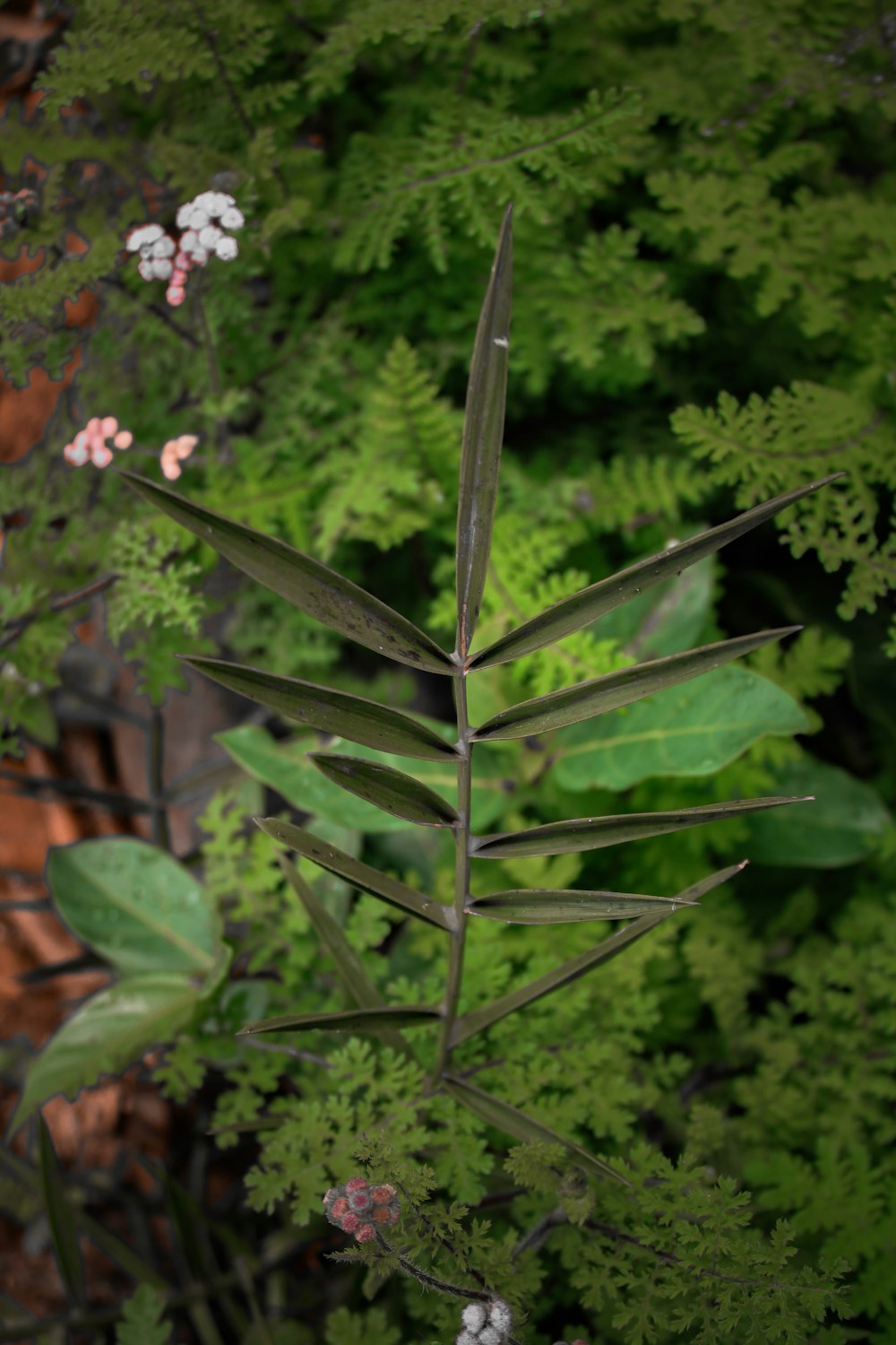 a close up of a plant with leaves and flowers in the background