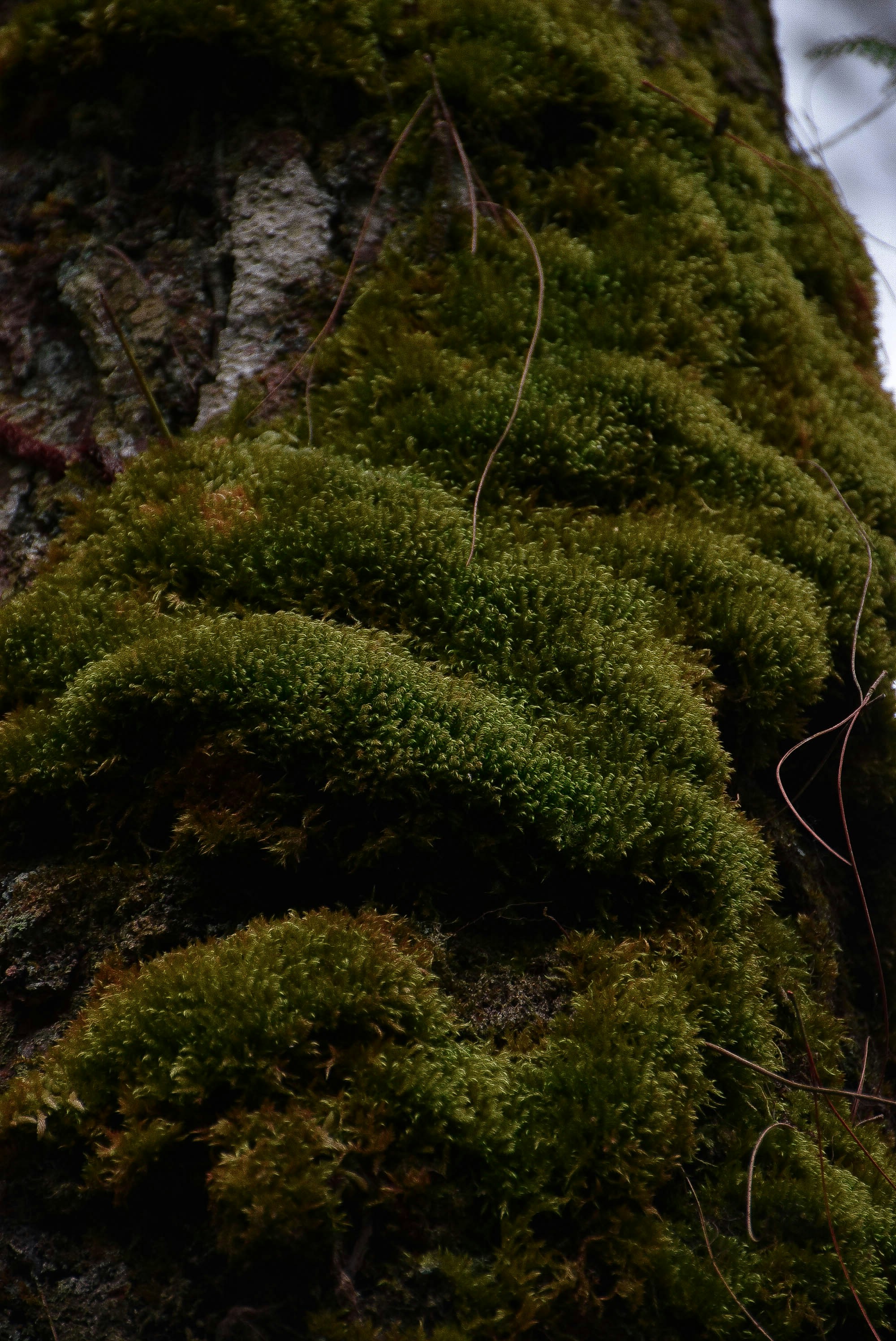 a close up of a moss covered tree trunk