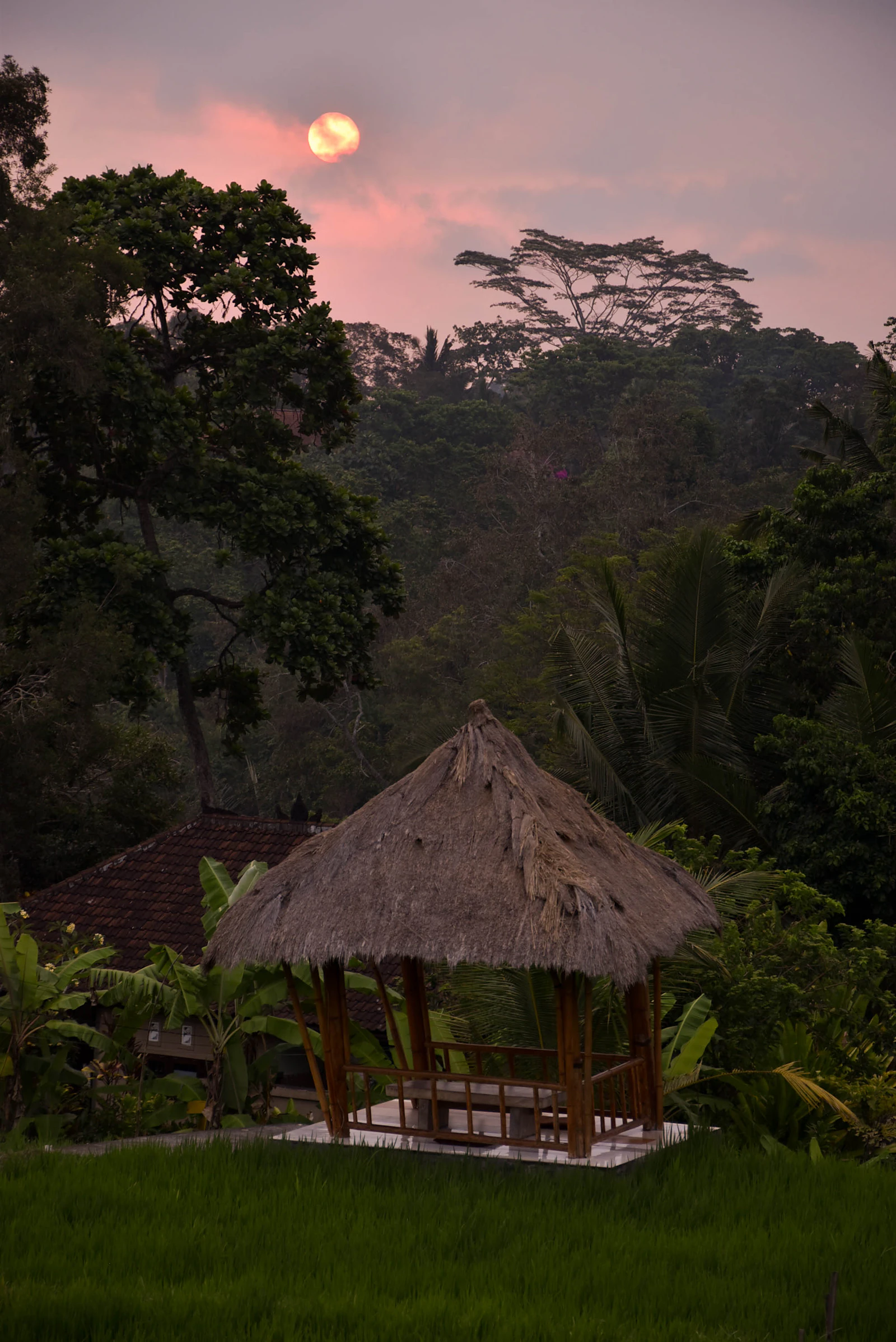 Rizières verdoyantes à Ubud sur l'île de Bali