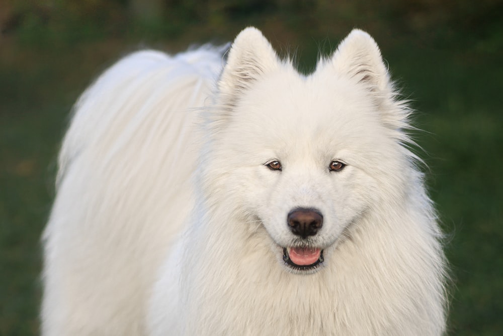 ein großer weißer Hund, der auf einem üppig grünen Feld steht