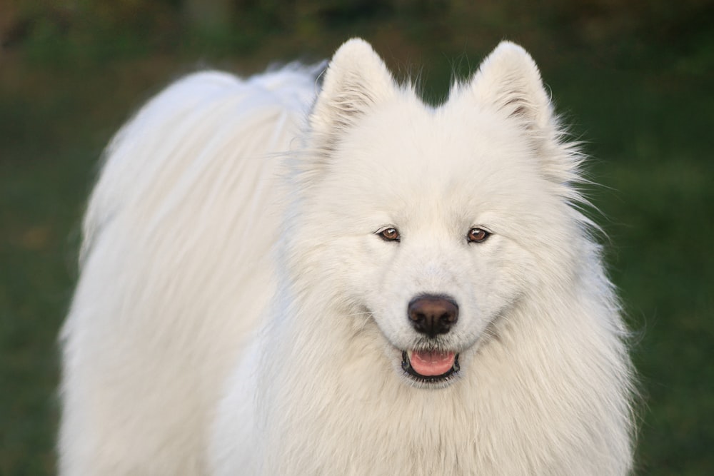 a large white dog standing on top of a lush green field