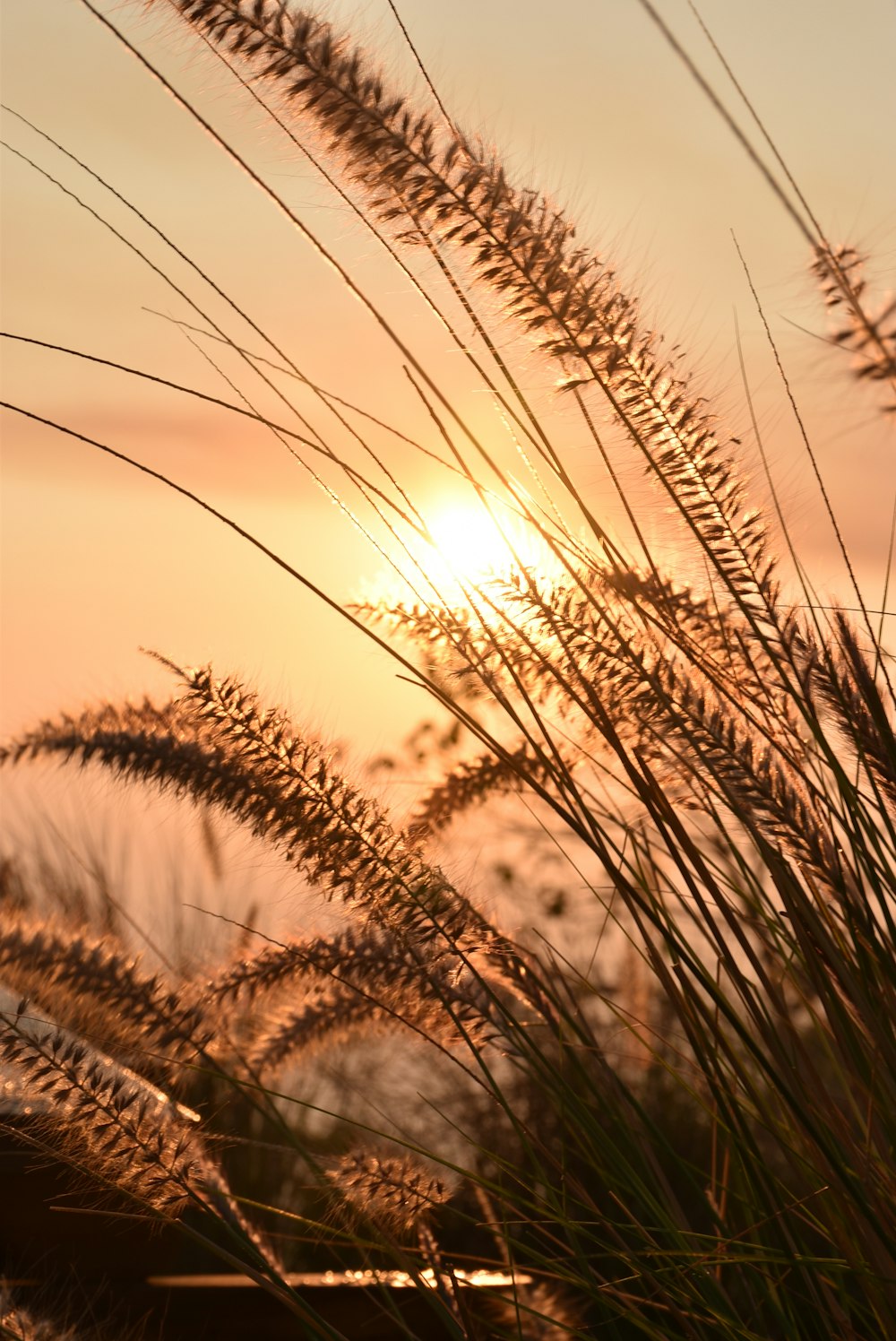 the sun is setting behind some tall grass