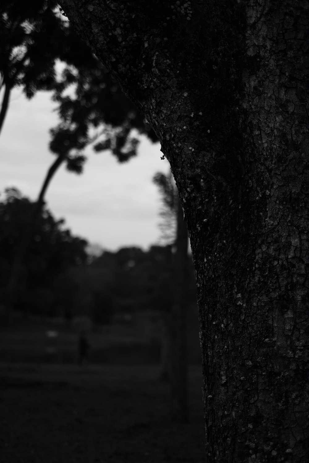 a black and white photo of a tree in a park