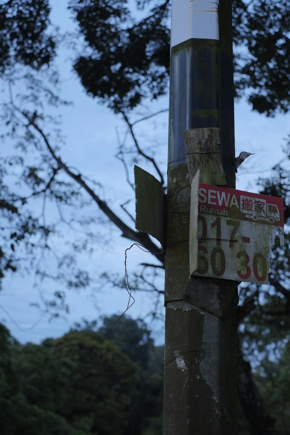 a street sign on a pole with trees in the background