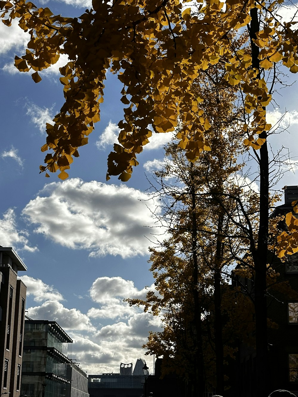 a tree with yellow leaves and a building in the background