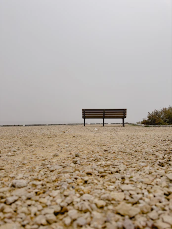 Minimalist shot of a single bench under a bare tree on a foggy morning, evoking solitude.