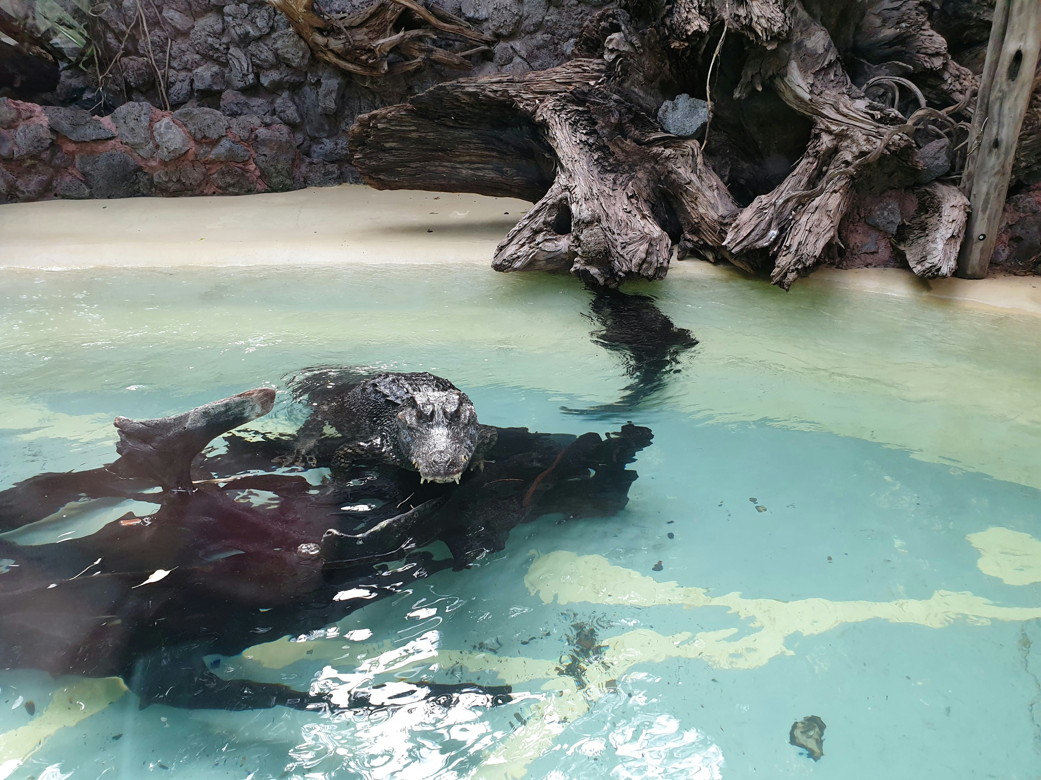 Discover the Best Snorkeling Spots in Komodo