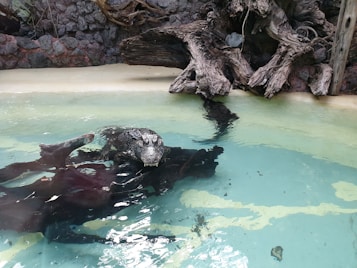 A Komodo dragon partially submerged in a pool of clear water, surrounded by large pieces of driftwood and rocky terrain. The water's turquoise hue contrasts with the earthy tones of the dragon and surrounding environment.