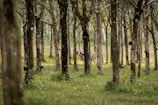 A serene natural setting with a cow wandering through a dense rubber tree plantation, where the trees are evenly spaced and lined with collection cups. The scene is filled with lush greenery and a gentle light filters through the leaves.