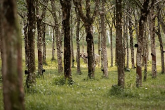 A serene natural setting with a cow wandering through a dense rubber tree plantation, where the trees are evenly spaced and lined with collection cups. The scene is filled with lush greenery and a gentle light filters through the leaves.