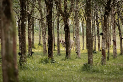 A tranquil plantation with morning light casting shadows on rubber trees.