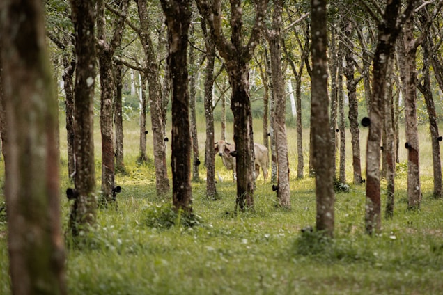 A serene natural setting with a cow wandering through a dense rubber tree plantation, where the trees are evenly spaced and lined with collection cups. The scene is filled with lush greenery and a gentle light filters through the leaves.