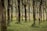 A serene natural setting with a cow wandering through a dense rubber tree plantation, where the trees are evenly spaced and lined with collection cups. The scene is filled with lush greenery and a gentle light filters through the leaves.