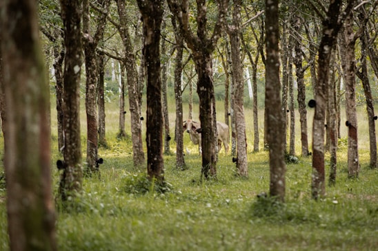 A lush rubber tree plantation bathed in morning sunlight with workers tending the trees.