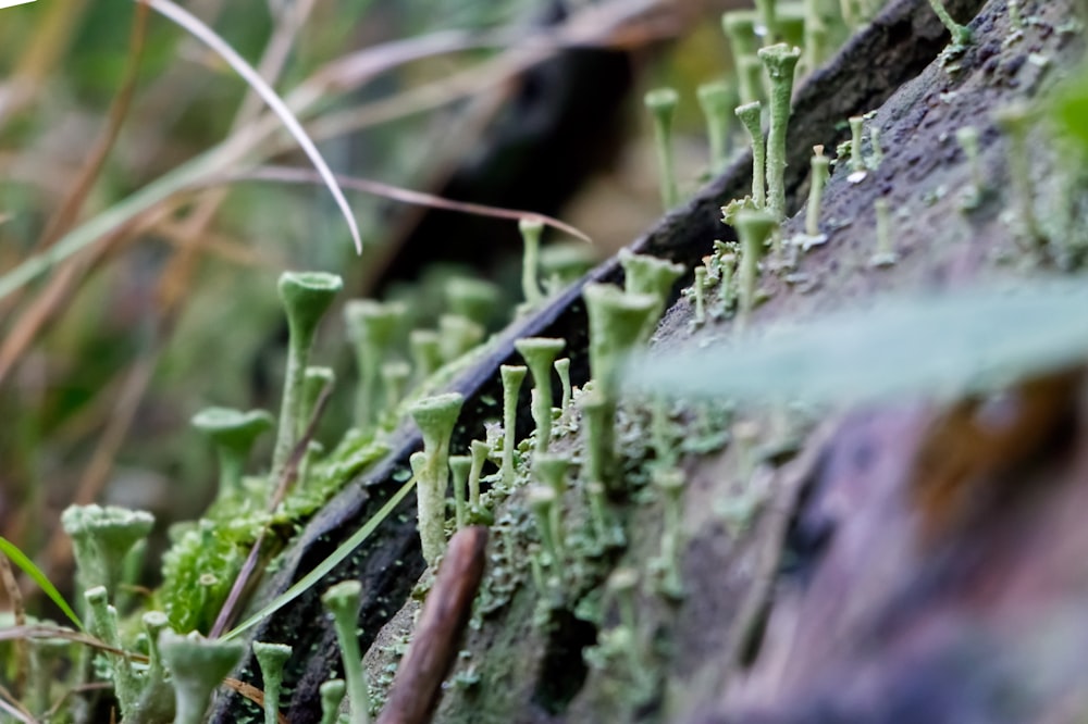 a close up of moss growing on a rock