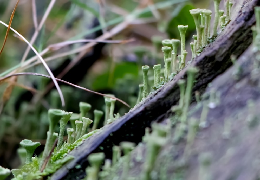 a close up of moss growing on a log