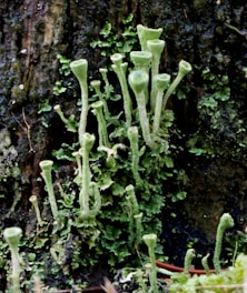 A close-up shot of various club-shaped lichens growing on a tree bark surface. The lichens are predominantly green and appear to be thriving in a moist environment, with the tree bark displaying a rough texture in the background.