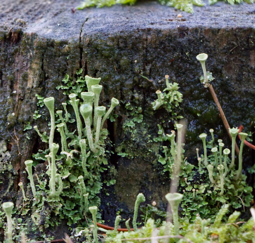a close up of moss growing on a tree stump