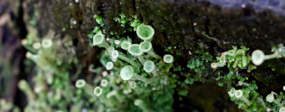 a close up of a moss growing on a wall