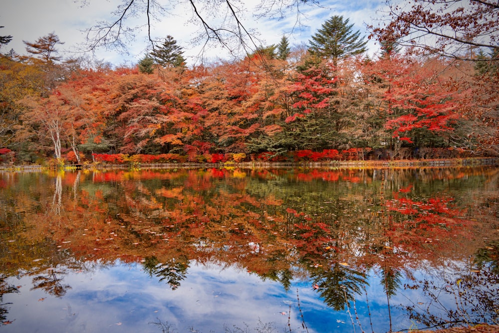 um lago cercado por muitas árvores no outono