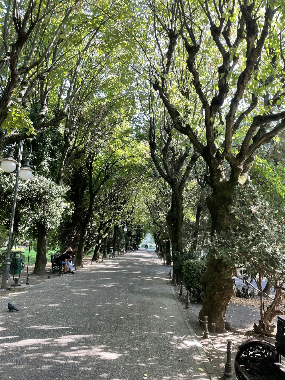 a street lined with trees and benches next to a park