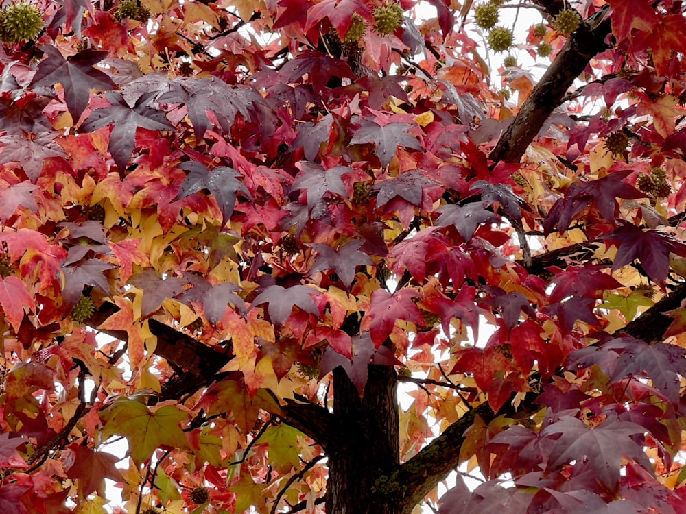 a tree with red and yellow leaves on it