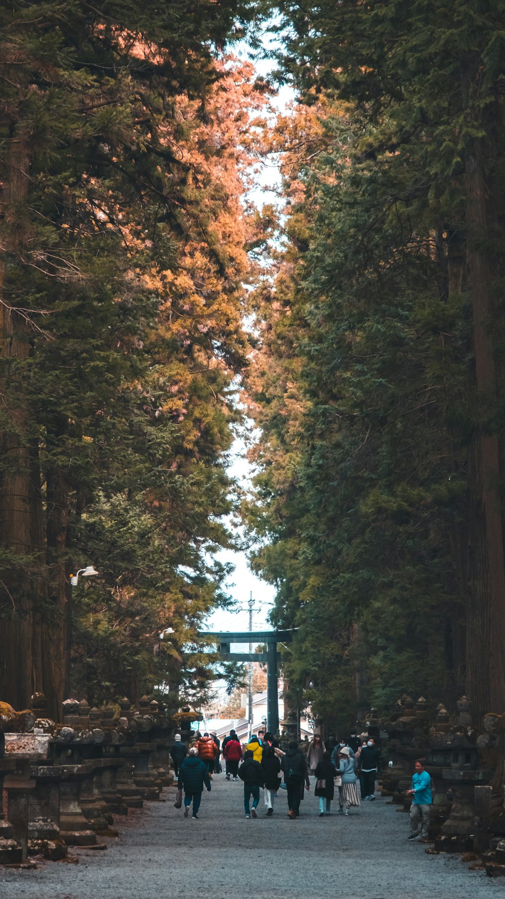 a group of people walking down a road surrounded by tall trees