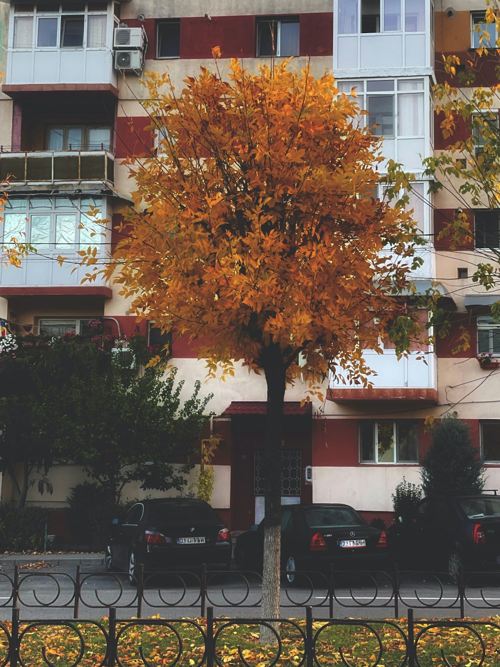 a tree with yellow leaves in front of a building