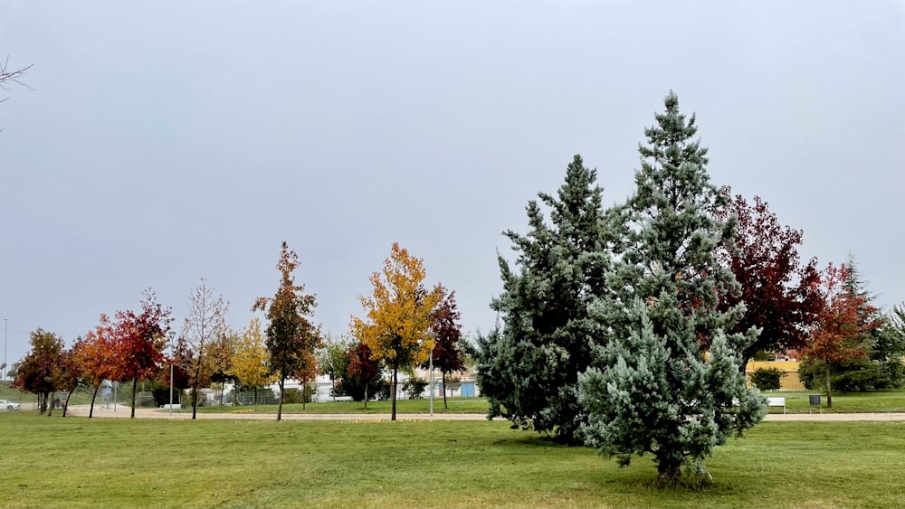 a group of trees that are in the grass