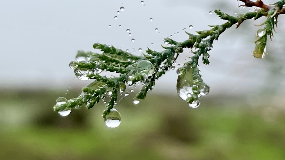 a branch with water drops hanging from it