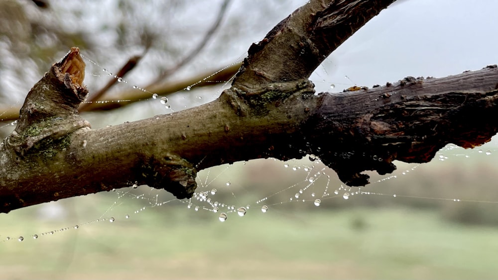 a tree branch with water droplets on it