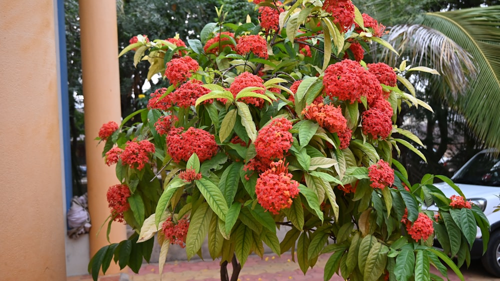 uma planta com flores vermelhas em um vaso