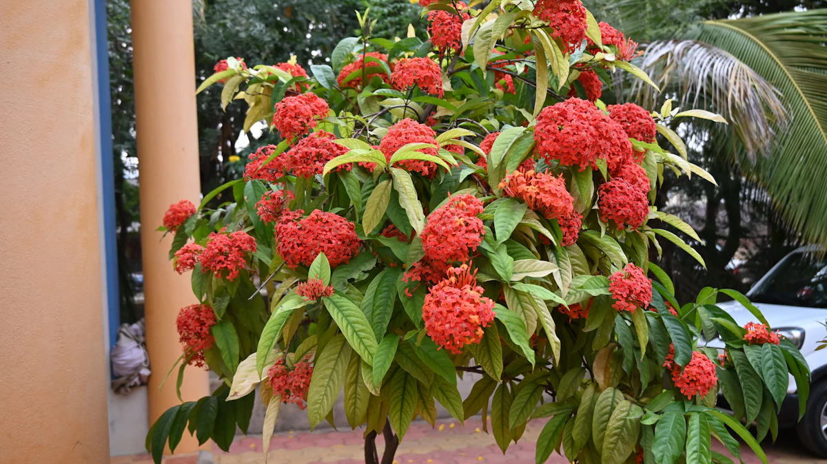 Ixora Rukmini India — South Indian Temple Flower Complete Guide