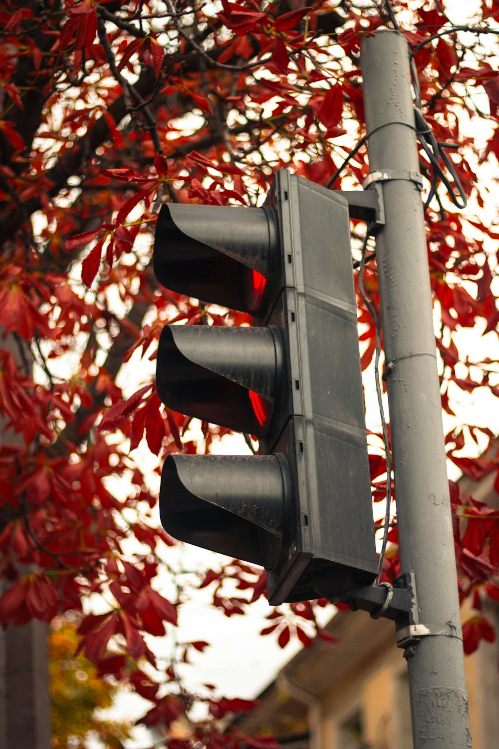 a traffic light on a pole with a tree in the background