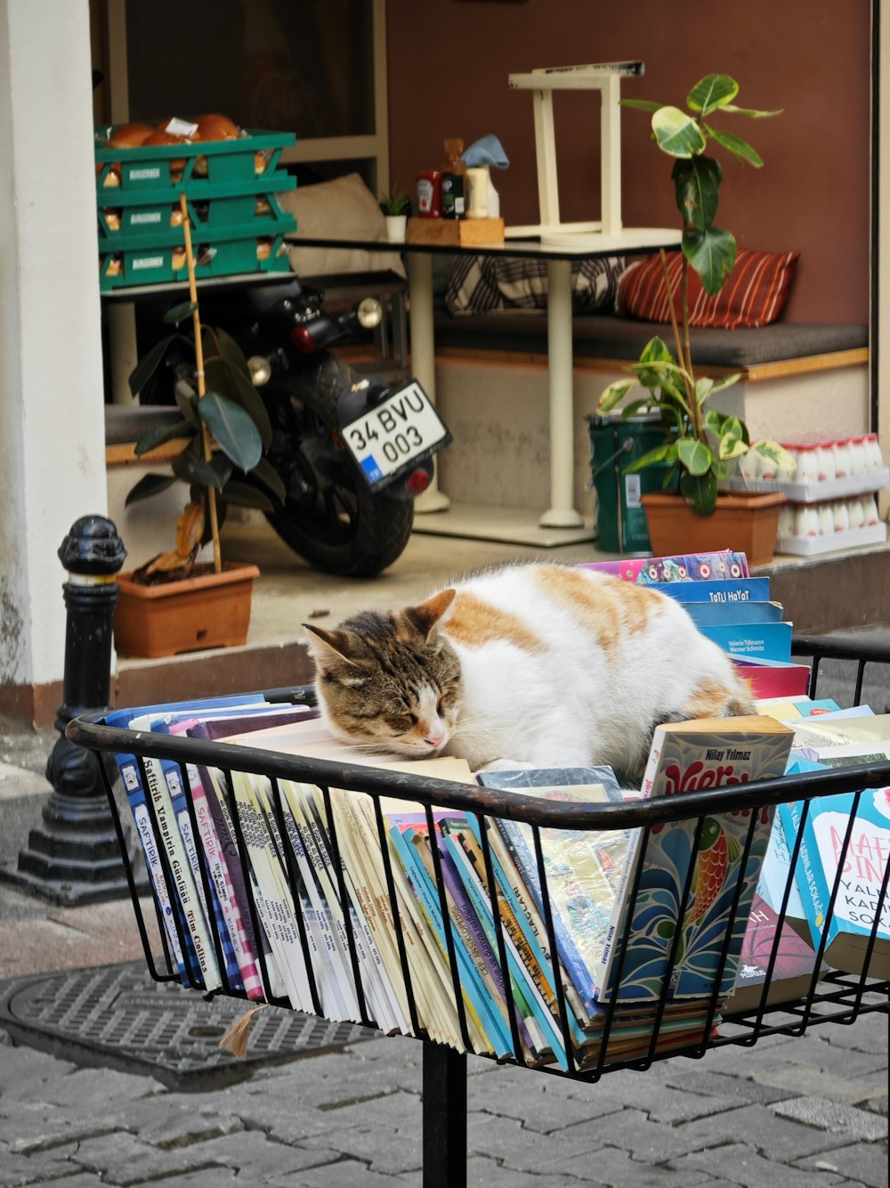 a cat laying on top of a magazine rack