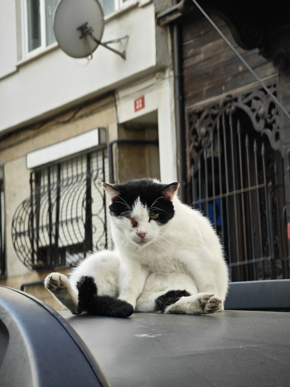 a black and white cat sitting on top of a car