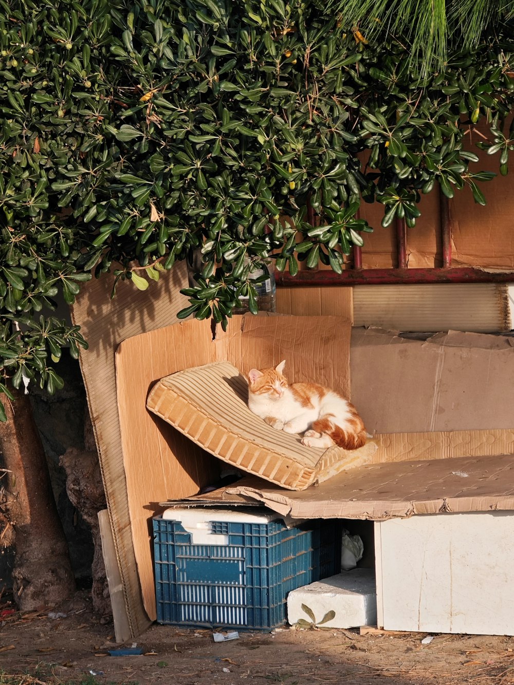an orange and white cat laying on top of a cardboard box