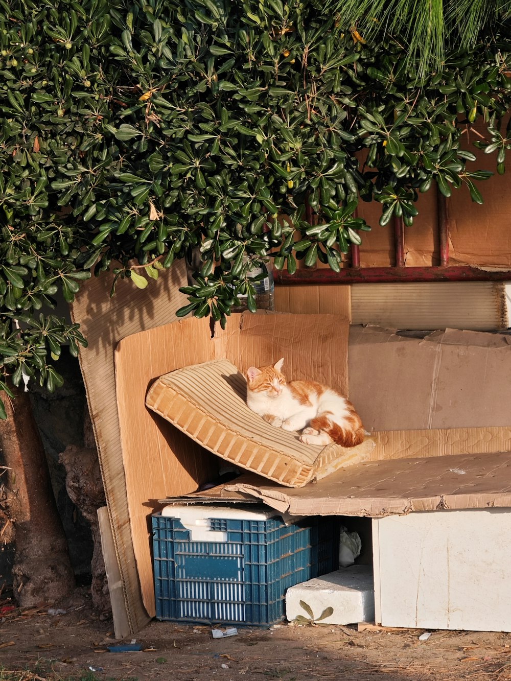 eine orange-weiße Katze, die auf einem Pappkarton liegt