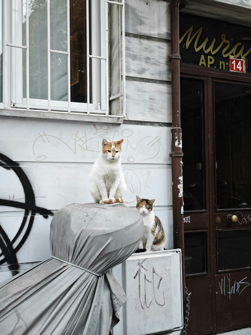 Un par de gatos sentados encima de un coche