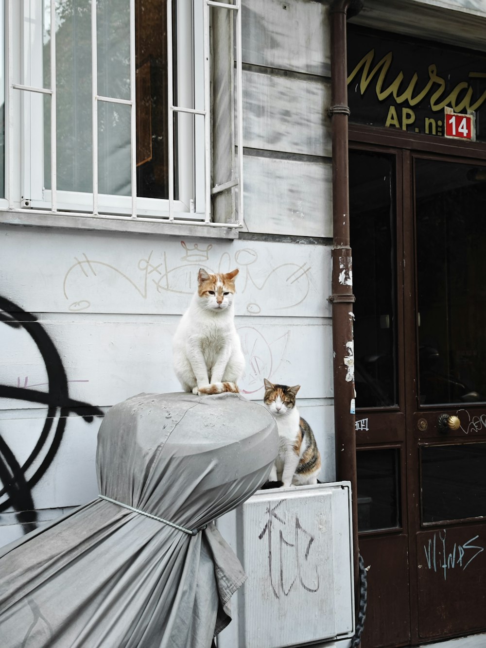 a couple of cats sitting on top of a car