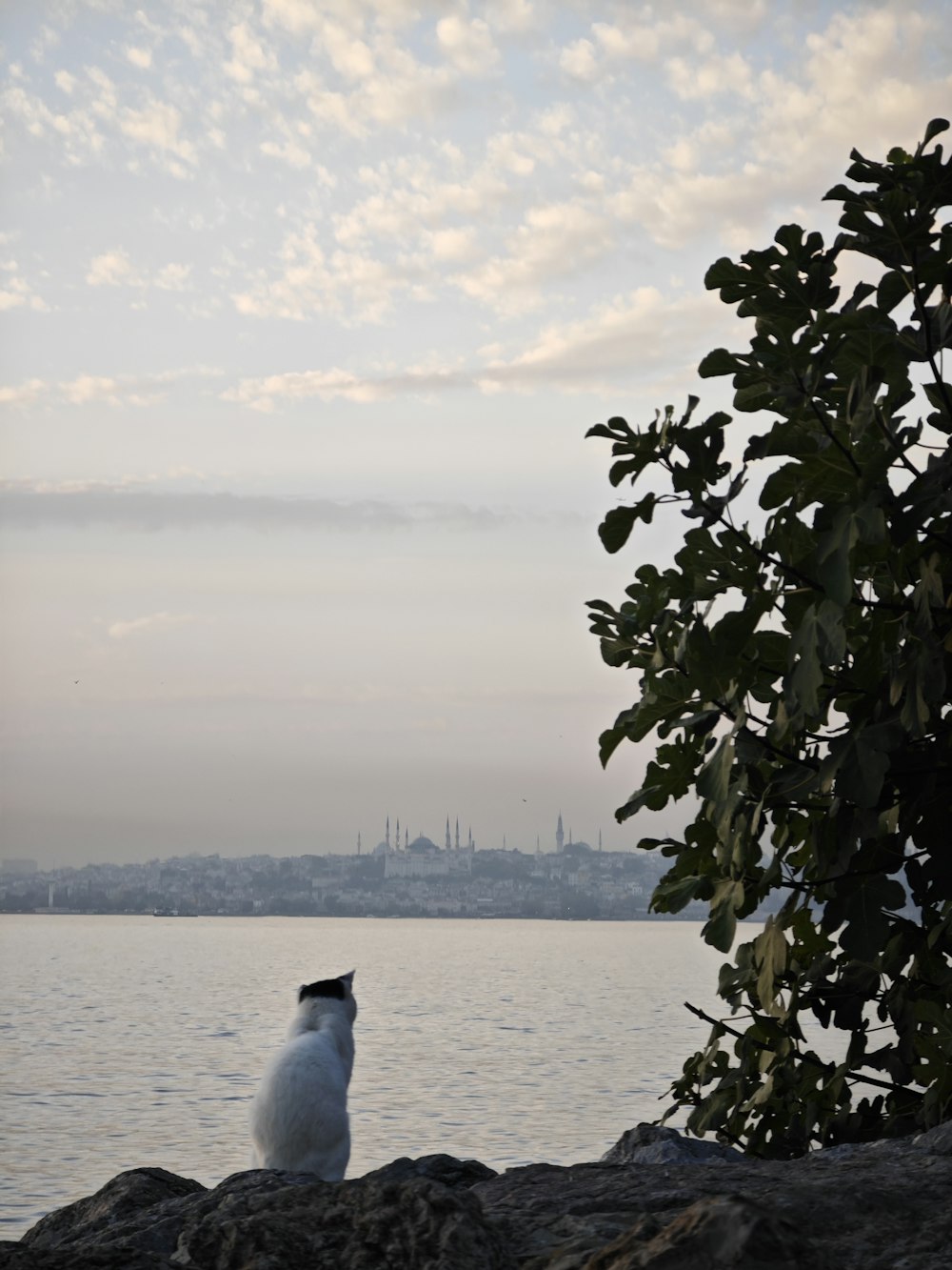 a cat sitting on a rock looking out over the water